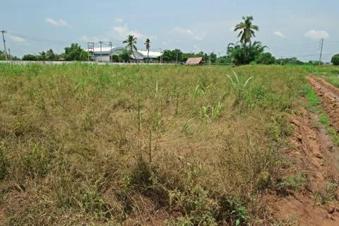 Effect of herbicide on weeds Stock Photos