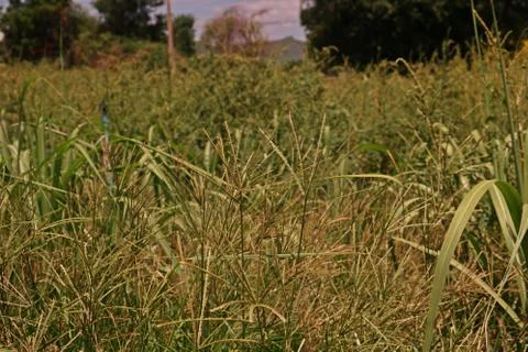 Effect of herbicide on weeds Stock Photos
