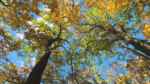 The effect is immersive: you're transported into an autumn forest. Stock-Footage 321147573