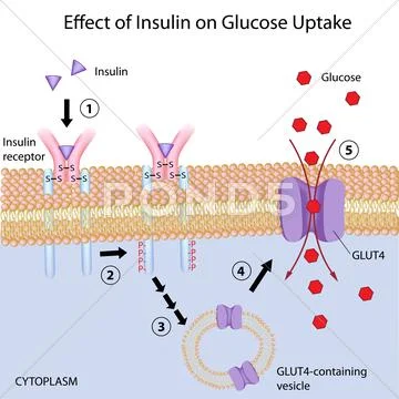 Effect of Insulin on glucose uptake Stock Illustration