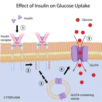 Effect of Insulin on glucose uptake Stock Illustration
