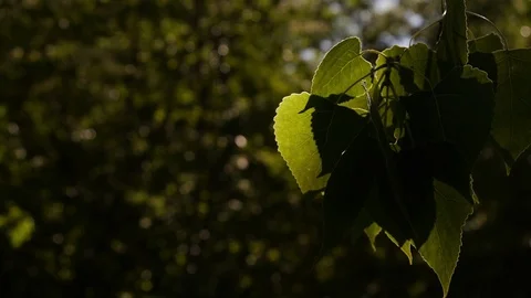 Effect of lights and shadows on the leaves of an apple tree Stock Footage 107755816