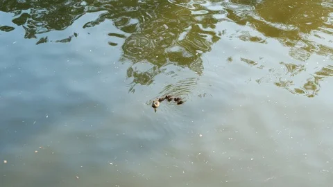 Effect of a polarizing filter on water and reflections, duck and ducklings Stock-Footage 94143561