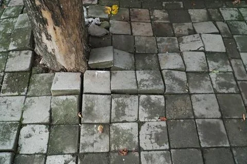 Effect of the roots of a tree breaking and lifting the ground in a park. tr.. Stock Photos