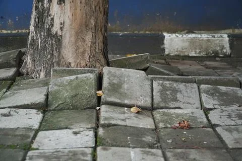 Effect of the roots of a tree breaking and lifting the ground in a park. tr.. Stock Photos