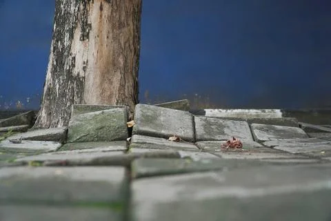 Effect of the roots of a tree breaking and lifting the ground in a park. tr.. Stock Photos