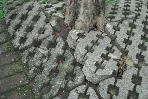 Effect of the roots of a tree breaking and lifting the ground in a park. tr.. Stock Photos