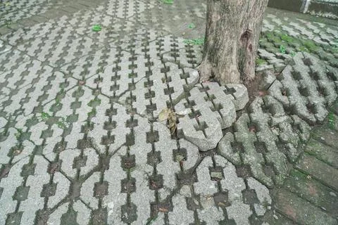 Effect of the roots of a tree breaking and lifting the ground in a park. tr.. Stock Photos