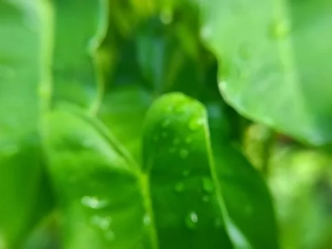 Effect shows large, vibrant green leaves commonly found alocasia. 스톡 사진