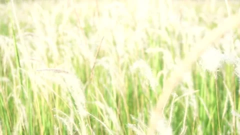 Effect slow motion of grass swaying in wind Stock Footage 146688844