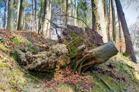 The effect of soil erosion - fallen tree Fotos Stock
