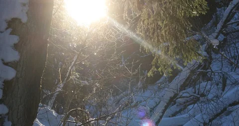 The effect of steam on the solar disk. Winter sunny day in the forest Stock Footage 124456076