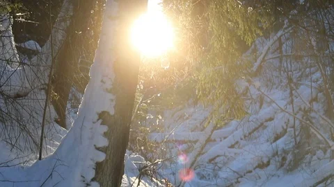 The effect of steam on the solar disk. Winter sunny day in the forest Stock Footage 124456104