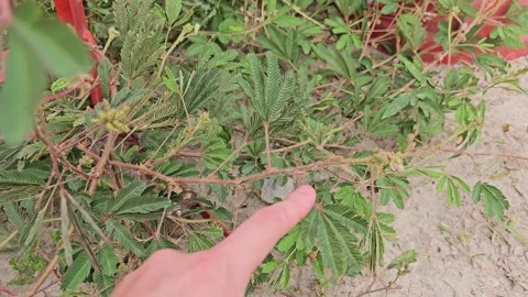 Effect of touch on the leaf of Mimosa pudica Stock Footage 281357203