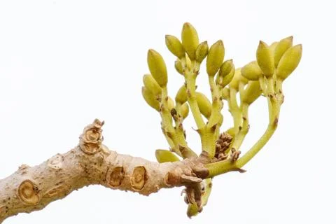 The effect of the tree 스톡 사진