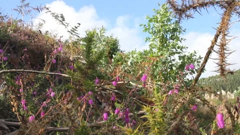 The effect of the wind in plants Stock Footage 242756931