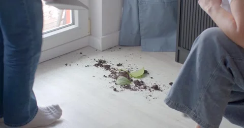 Effectively Cleaning Up Soil that has Been Spilled on the Floor Using a Dustpan Stock Footage 317555972