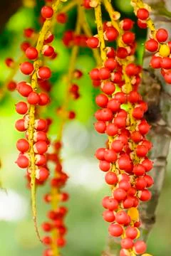 Effects of Areca catechu Foto stock