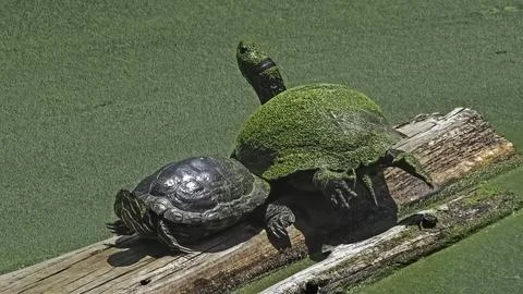 Effects of climate change on a pair of Red Eared Slider Turtle Terrapins covered Stock Photos