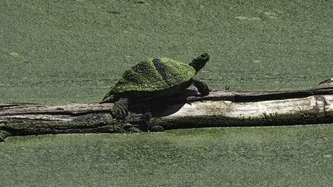 Effects of climate change on a Red Eared Slider Turtle Terrapin covered in algal Stock Photos