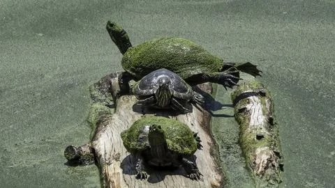 Effects of climate change on three Red Eared Slider Terrapin Turtle during an Stock Photos
