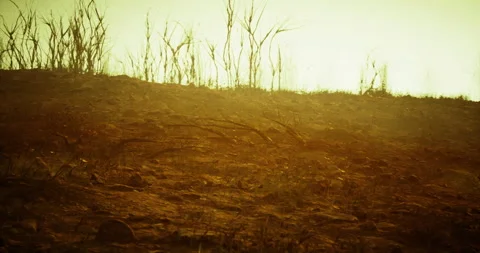 Effects of drought on scorched landscape after wildfire during sunset Vidéo 319494267