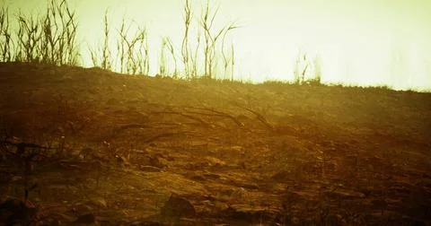 Effects of drought on scorched landscape after wildfire during sunset Stock Illustration