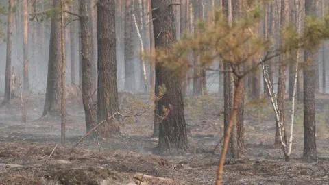 The effects of a forest fire Stock Footage 190860995