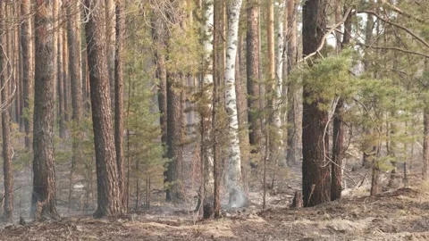 The effects of a forest fire, smoke from smoldering branches and leaves spreads Video stock 190953831