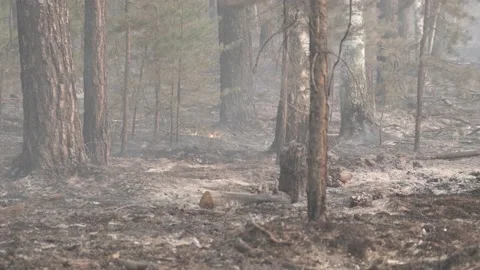 The effects of a forest fire, smoke from smoldering leaves and branches in the Stock Footage 192998555