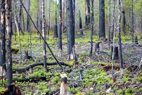 Effects of forest fires Stock Photos