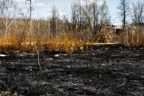 Effects of grass fire on soils. Charred grass and plants after a spring fire Stock Photos