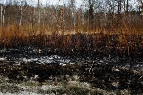 Effects of grass fire on soils. Charred plants after a spring fire. Stock Photos