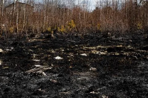 Effects of grass fire on soils. Charred plants after a spring fire. Stock Photos