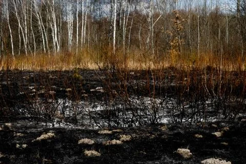 Effects of grass fire on soils. Charred plants, trees after a spring fire. Stock Photos