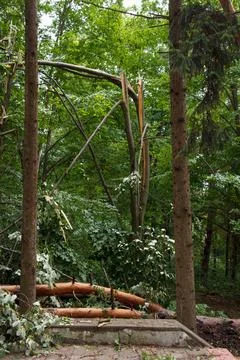 Effects of hurricane-force winds. Broken trunks and broken tall trees lie o.. Stock Photos