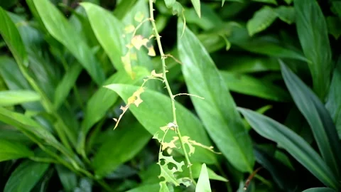 Effects of pests Stock Footage 228438561