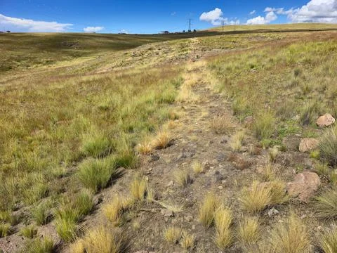 Effects of weed control with herbicides for creating fire control lines in .. Stock Photos