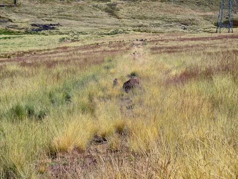 Effects of weed control with herbicides for creating fire control lines in .. Stock Photos