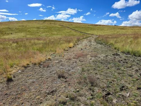 Effects of weed control with herbicides for creating fire control lines in .. Stock Photos