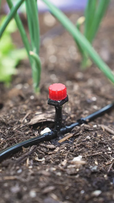 Efficient Backyard Drip Irrigation System for Growing Fresh Organic Food Stock Footage 336699137