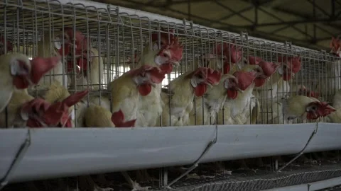 Efficient Chicken Farming  A Look Inside the Modern Broiler Pen Stock Footage 327542758
