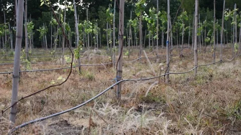 Efficient drip irrigation system in grape crops for sustainable crop growth Stock Footage 300825094