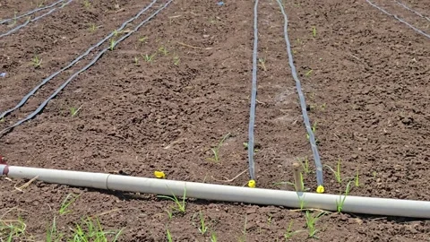 Efficient drip irrigation system installed in a field minimizes water waste. Thi Stockbeeldmateriaal 336488828