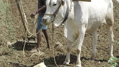 Efficient Farming - Buffalo Plowing Technique Stock Footage 320897812