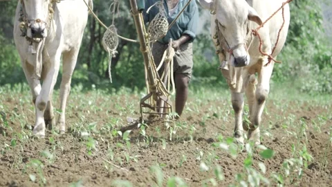 Efficient Farming - Man and Oxen Team Up for Plowing Stock Footage 320896412