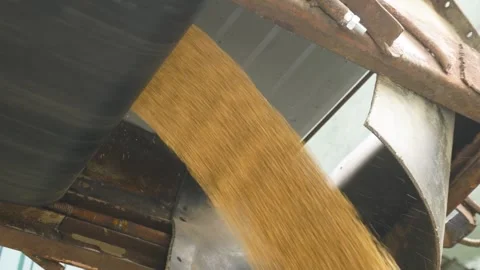 The Efficient Grain Flow Through Conveyor System in Agricultural Operations and Stock Footage 310557769