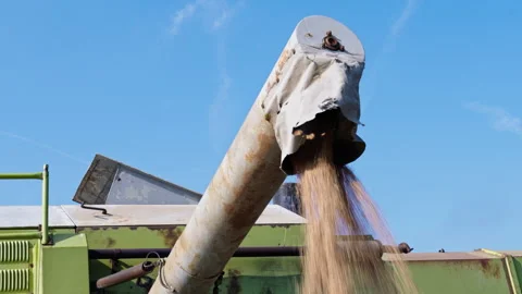 Efficient harvest of wheat grains using combine machinery in open fields Stock Footage 321363024