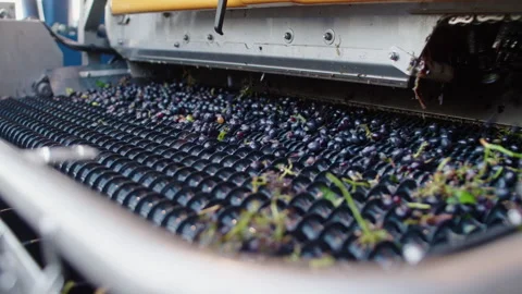 Efficient harvesting of ripe grapes in bright sunny vineyard fields Stock Footage 321408878