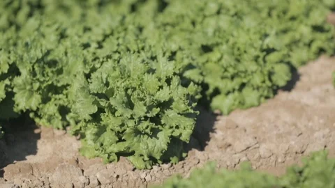 Efficient Irrigation of Farm Crops Stock Footage 94643766